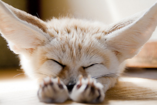 haneiraa:This is a fennec Fox, a small noctural fox adult photos