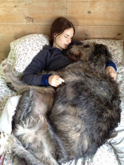 hungrybydesign:  Irish Wolfhound cuddle