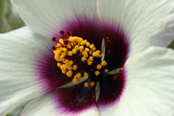 me-lapislazuli:   Hibiscus White | by Tiefenbachpix