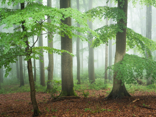 90377: Nebel im Wald by Felix WeschInstagram | Facebook | 500px | Twitter | Website