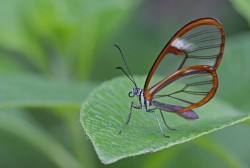 superbnature:  Glasswing butterfly by PaulWyman