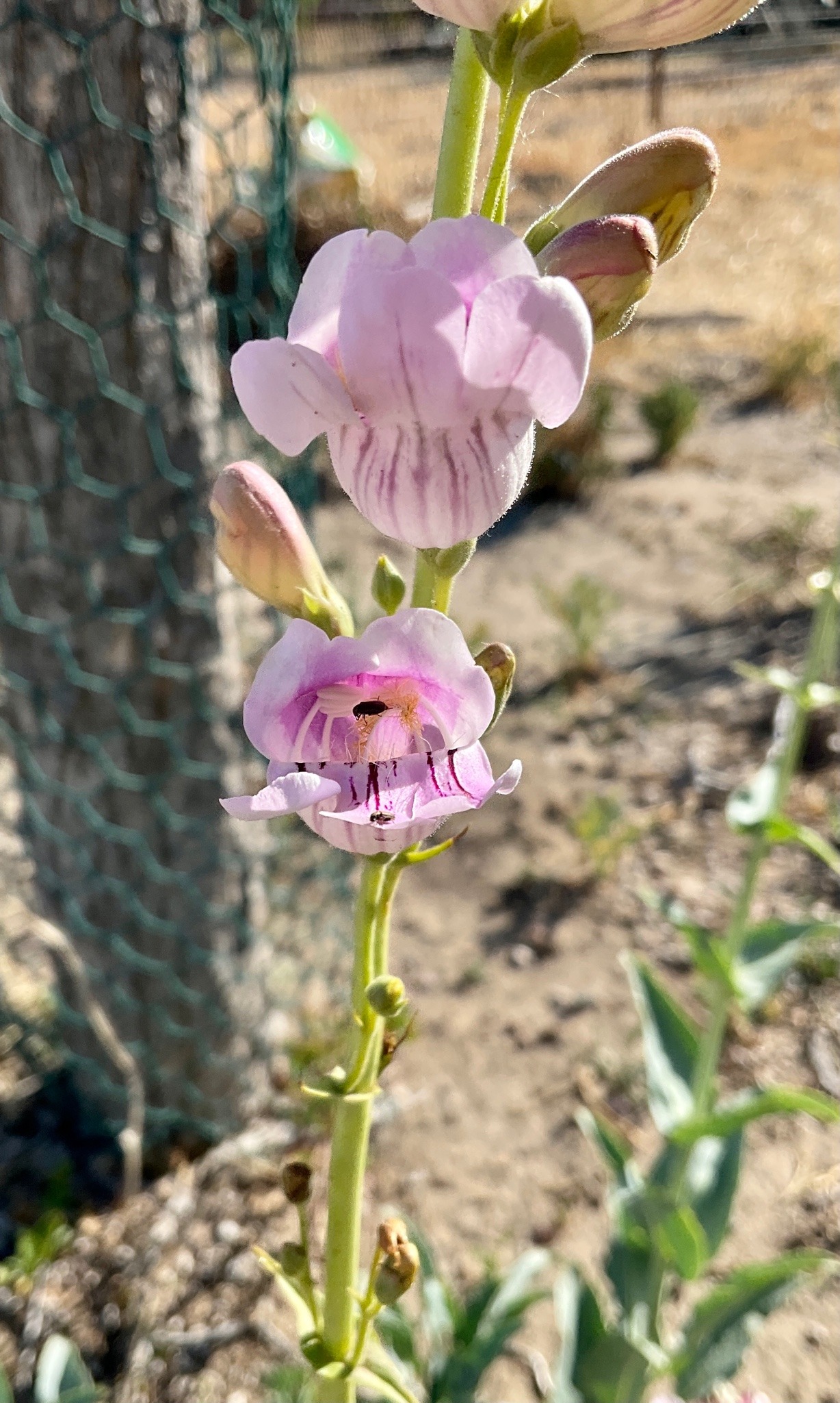 A very tall flower stalk, topped by several balloon-like pink flowers with darker purple striping.