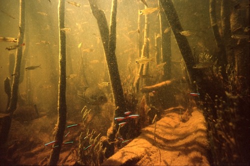 blackwaterbubbles: Found Takashi Amano’s Amazon portfolio. Excuse me while I drown in the beau