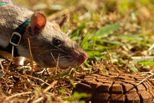 dr-archeville:ayellowbirds:amroyounes:African HeroRats detect landmines.Using positive reinforcement