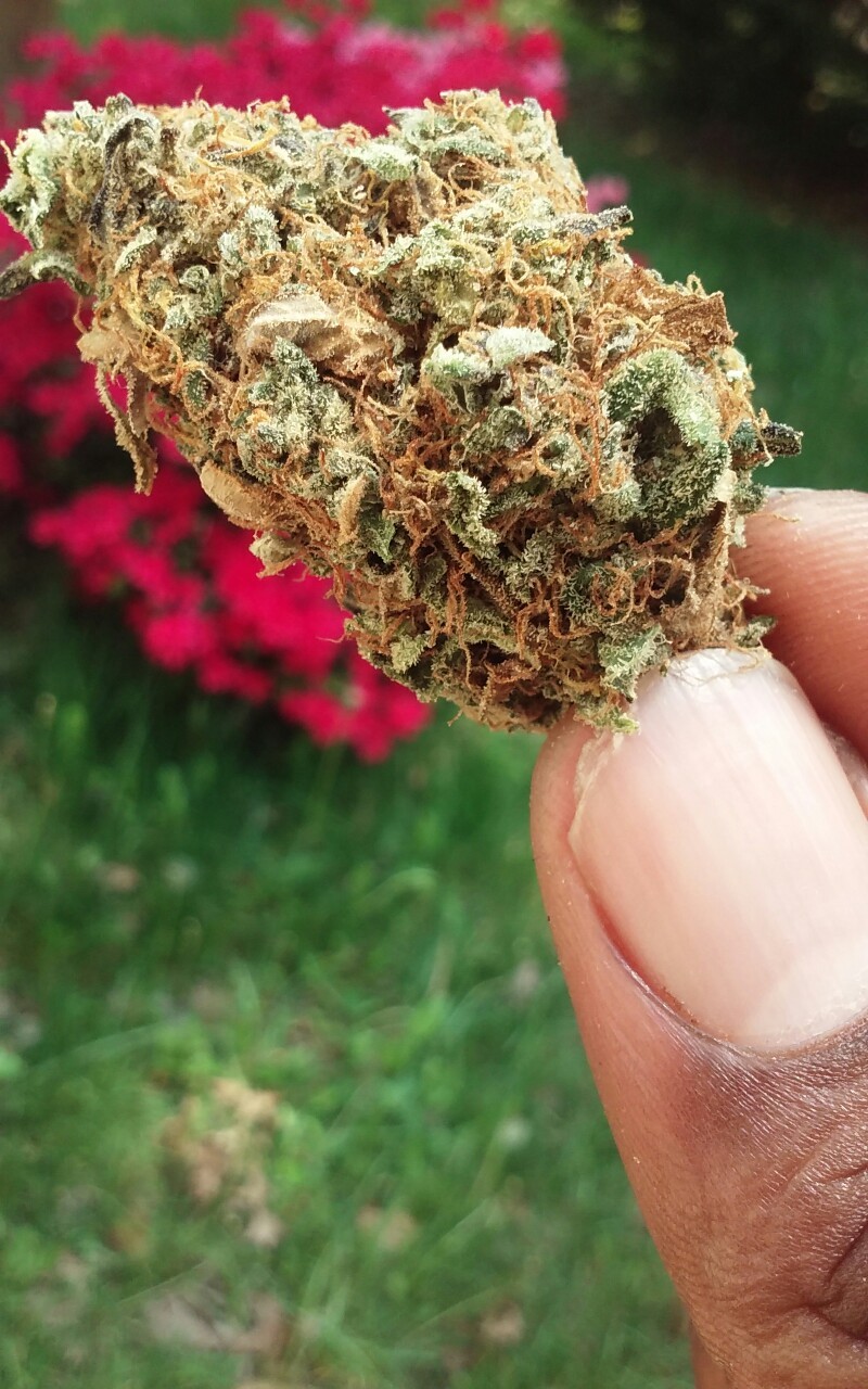 stoner-vogue:came across my fave