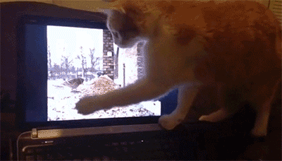 tumblr_n7lmwmXgyL1s0mbfho1_400.gifv