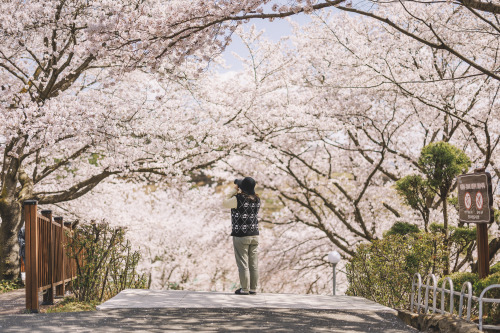 2022-04-02Spring, Cherry BlossomCanon EOS R3 + RF50mm f1.2LInstagram  |  hwantastic79vivid