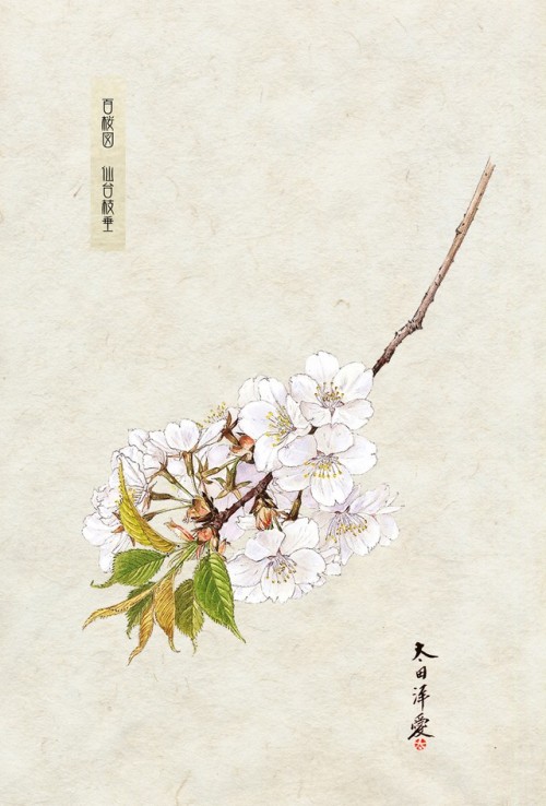 百桜図　仙台枝垂太田洋愛著「さくら」　第一章　桜を追って〜私の植物画への道〜より