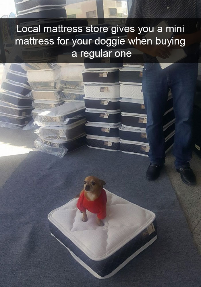 skypig357:  robert-the-asshole:  thisoneshade: catsbeaversandducks: More Dog Snapchats