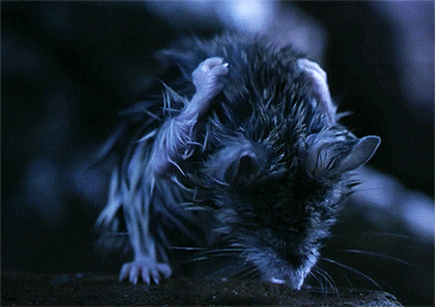 whiny-sugar-glider:  BBC - Hidden Kingdoms 