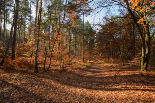 Forêt de Fontainebleau, secteur Franchard