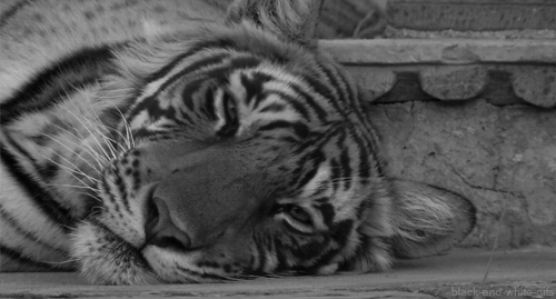 pookie-bear17:  if you like Tigers we have something in common 