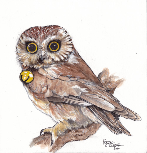 Little Owl watercolour and gouache study c: