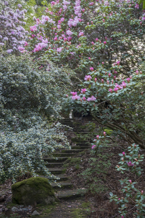 Garden Stairs, Darts Hill by Scarlet Black