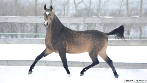 rotifers: nageki: &ldquo;A good horse is of no particular color&rdquo; (x) That horse look