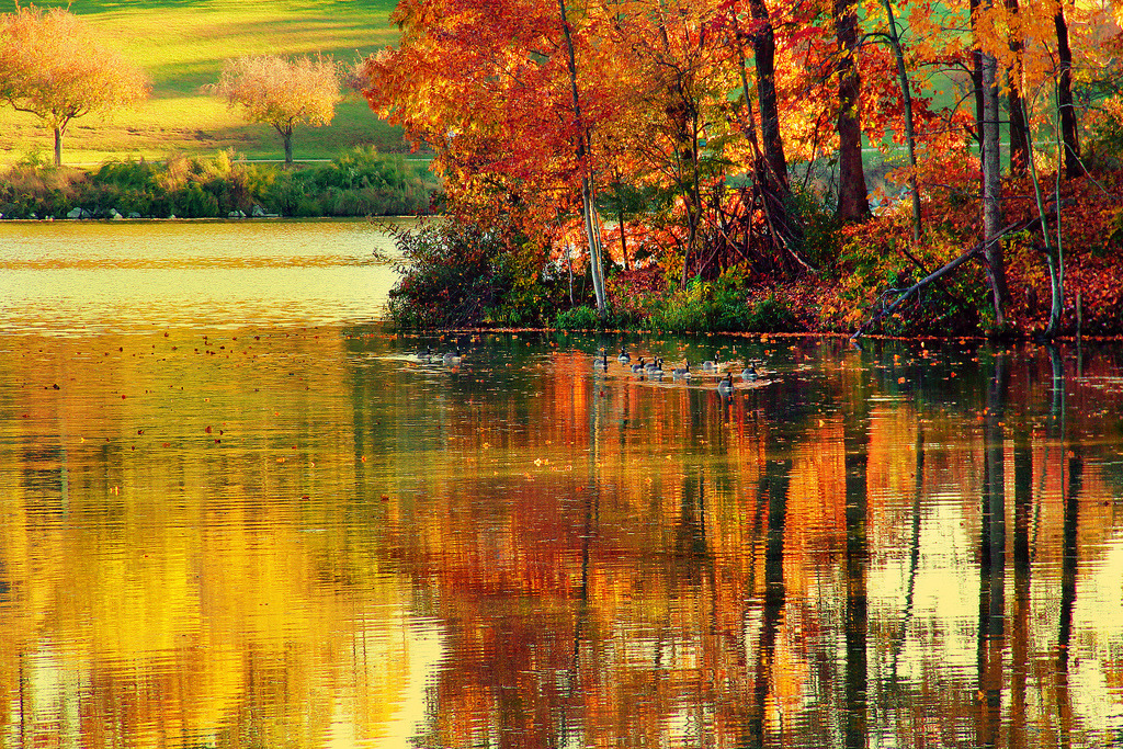 bookofoctober:    Golden... by JessieCentennial Park- Ellicott City, MD 
