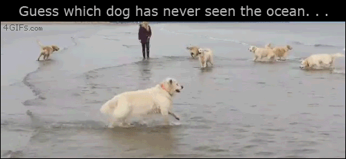 d0gbl0g:  :} 