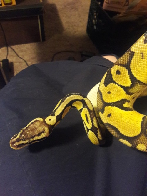 ramen-reptile:Shout out to the black speck behind Sol’s head!