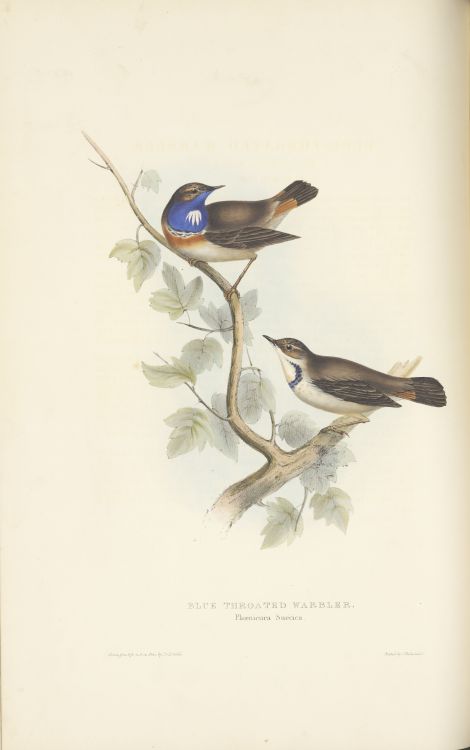 Blue throated warbler. From The birds of Europe. V.02, by John Gould, 1837.  Plates drawn from life 