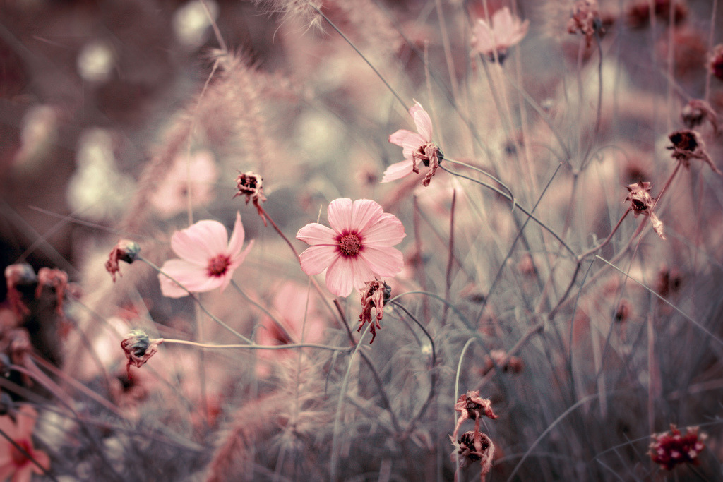 englishsnow:  by ►i.Anton 