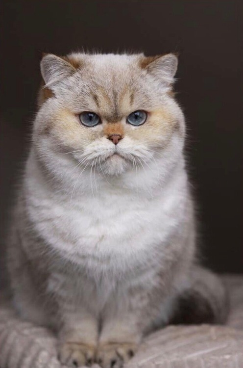 scottishstraight: Handsome British Shorthair boy ^_^