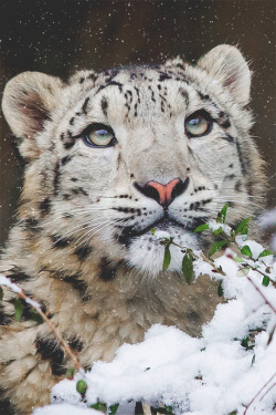 wearevanity:   Young Snow Leopard ©  