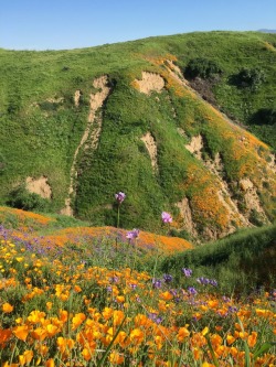 dogphones:  hikingnotes: We had a lot of rain this winter, more than what we’re used to. It brought water back to our waterfalls and flowers back to our hills. Southern California is covered in wildflowers. (taniainnature)  This makes my heart fucking