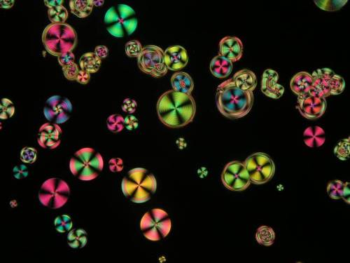 Ferroelectric liquid crystal domains nucleating from isotropic liquid of P10PIMB (known as bent-core