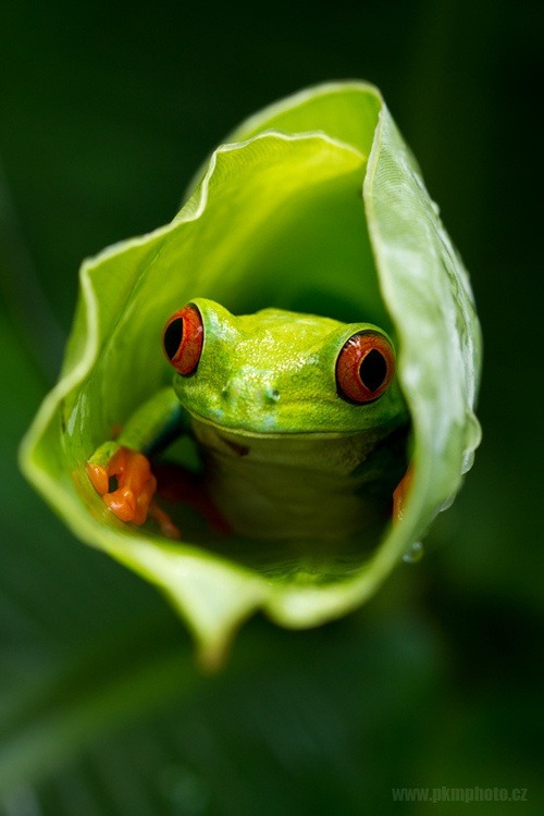 Snug as a bug in a &hellip; nope &hellip; snug as a frog in a leaf! (Red-eyed