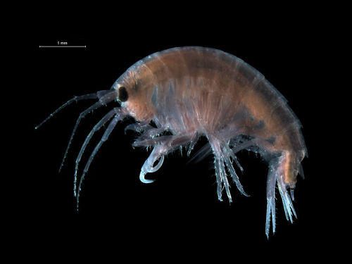 Nototropis falcatus….is a species of Gammarid amphipod that occurs in waters from northern Norway to the west coast of Ireland, including the North Sea. It is also known to occur as far south as the southern Bay of Biscay. N. falcatus is typically...