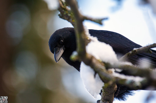 Snow in Seattle Crow