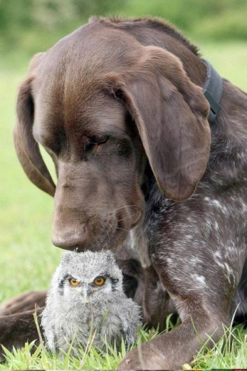 worldofthecutestcuties:  Doggy guardian