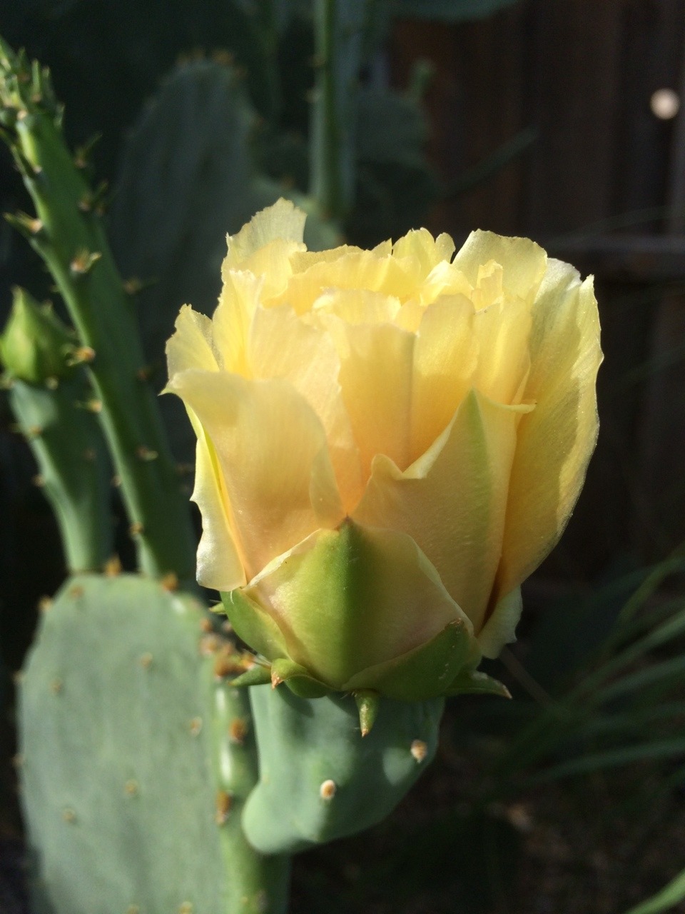 Opuntia engelmannii / end of day