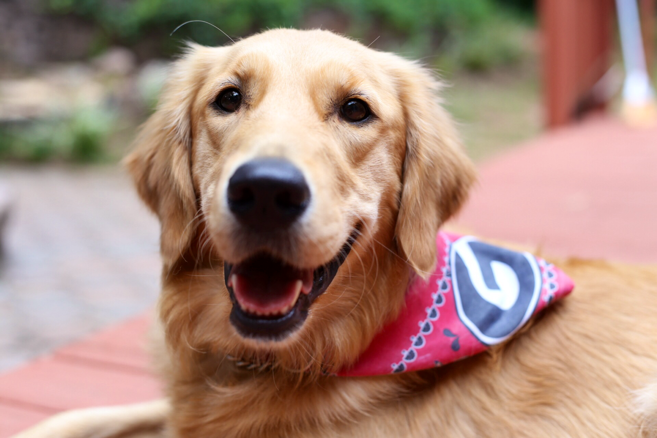 guidedogintraining:  So UGA football started today