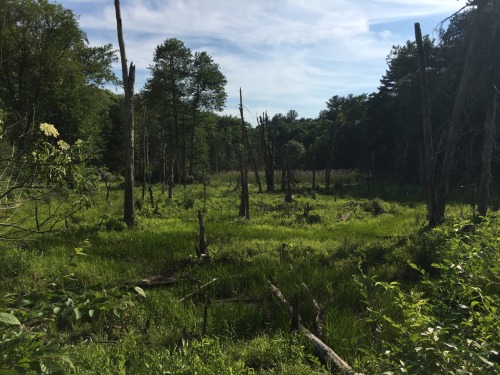 geopsych:Photo from an old beaver pond in Holyoke, Massachusetts. Something that makes me smile sinc