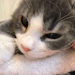 cattloverss: