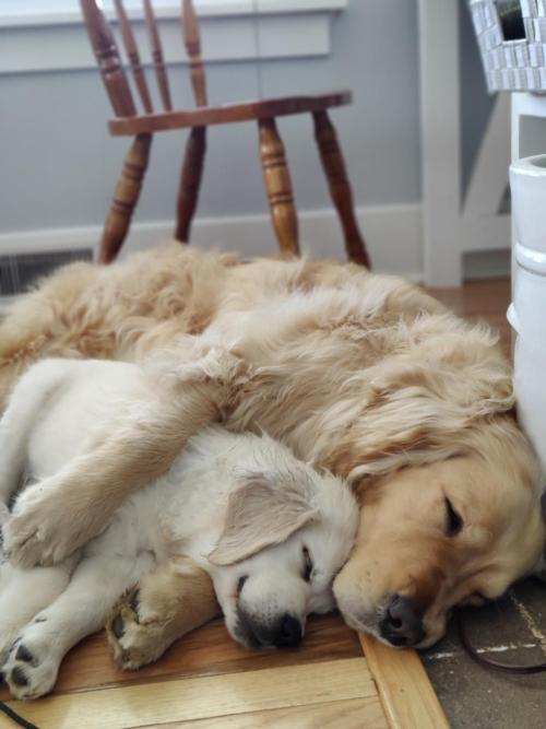 golden-retriever-overload:  inline reddit: goldenretrievers