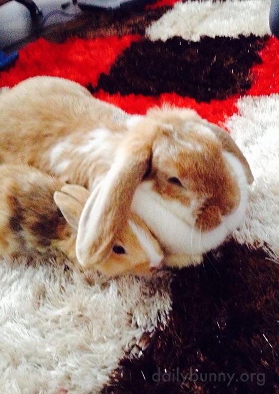 dailybunny:  Bunny Lends Her Friend Her EarHappy Bunday! Thanks, Samina and bunnies