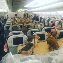 fugdamatriarchy: failnation: My captain friend sent me this photo. Saudi prince bought ticket for his 80 hawks.  Nice 
