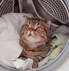 kwibu: Lulu in the laundry machine + bonus
