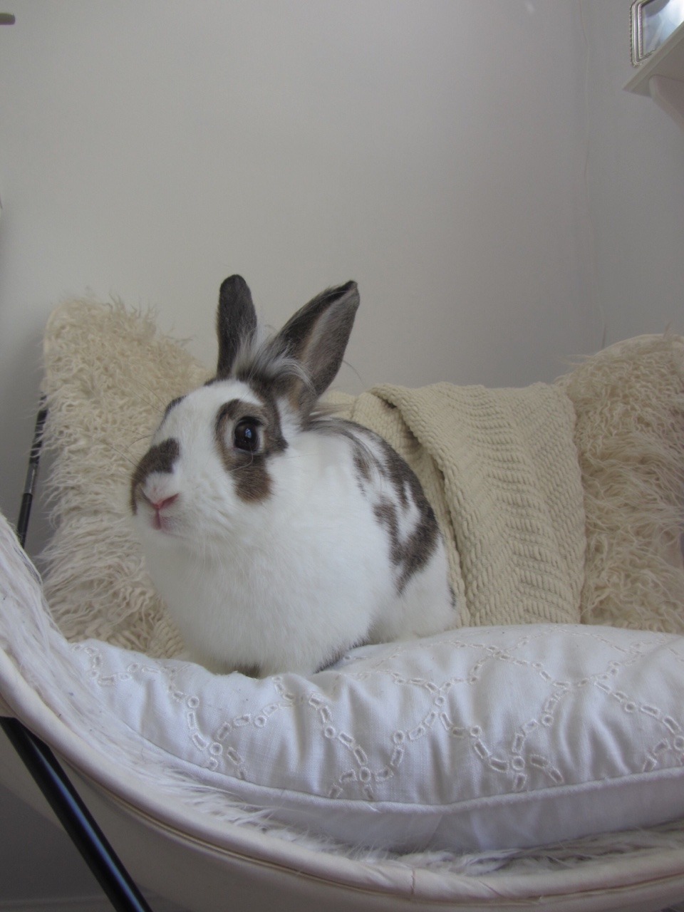 Olivia The Lionhead
