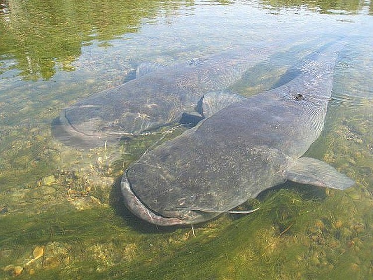 harrygoodsirs: less arguing about shipping more Chernobyl cat fish the one closest