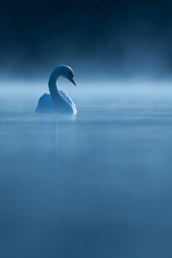 wonderous-world:  Swan in Kent, UK by Andrew