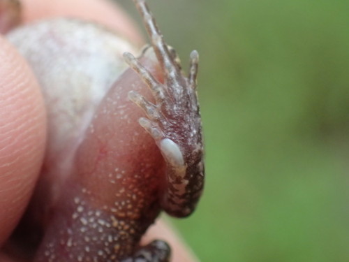 Examine the digits of the common squeaker [Arthroleptis stenodactylus], a species native to Sub-Saha