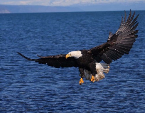 Bald Eagle (Haliaeetus leucocephalus) © Doug