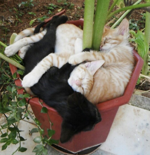 demisexualbethanyhawke:  the-void-princess:  archiemcphee:  Cats are sleepy zen masters who can curl up for a snooze just about anywhere. One of their favorite cozy napping spots is the flower pot, no matter what its size. Bored Panda assembled a vast