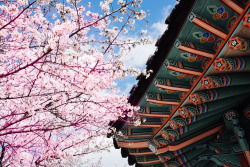 travelthisworld:Cherry Blossoms Olympic Park,