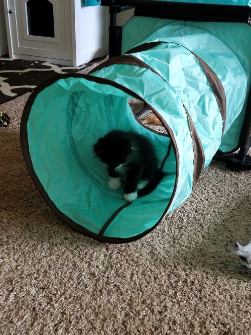 thedestructorclan:Tunnel time!