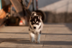 wolfdogs:  Oh oh here she comes. Watch out, bone, she’ll chew you up. 