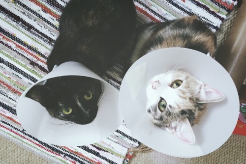 My poor wee cone heads
